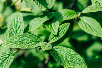 What are CBD Mints?